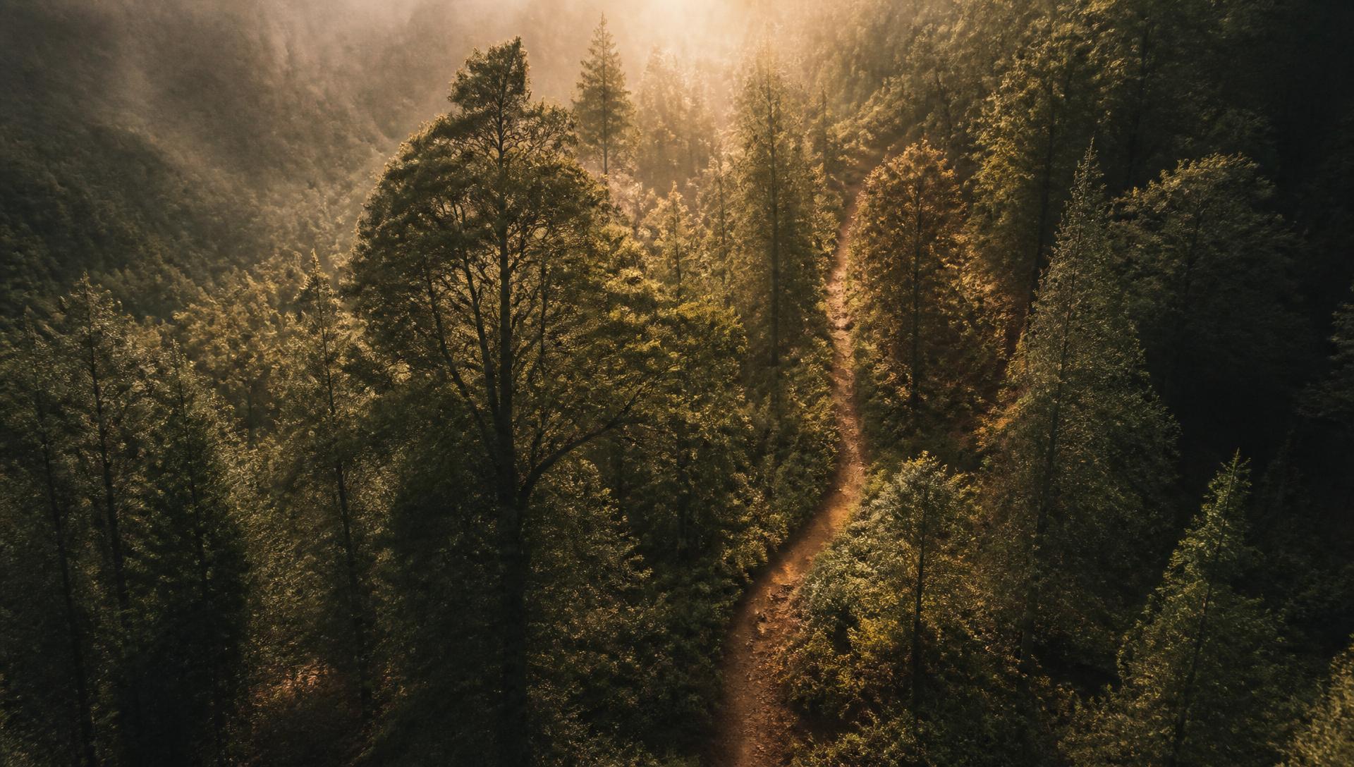 Trilha na floresta ao amanhecer